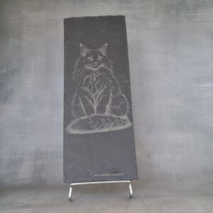 Gravure Chat Maine Coon