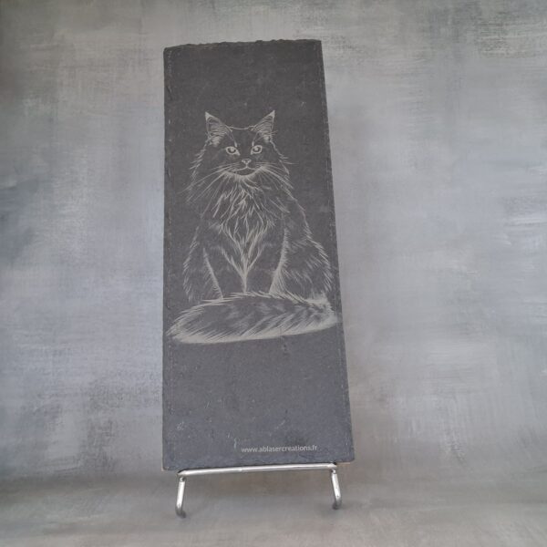 Gravure Chat Maine Coon