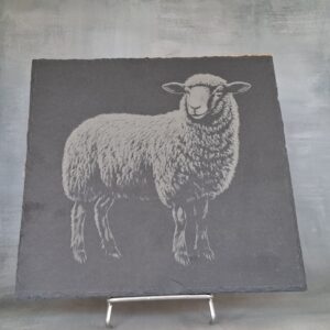 Gravure d'un mouton